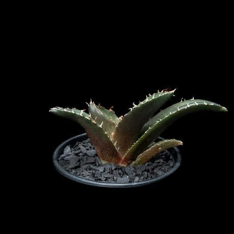 アガベ チタノタ 白鯨 / Agave titanota ‘White Whale’ #54