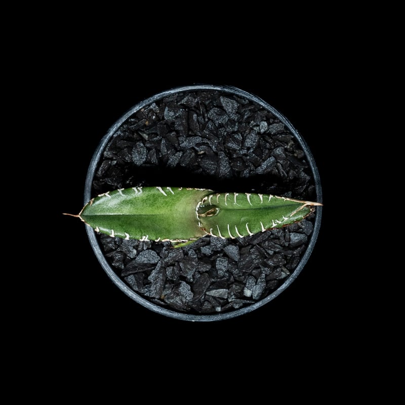 アガベ チタノタ 鯊魚劍 (カキ仔) / Agave titanota 'Shark Swor
