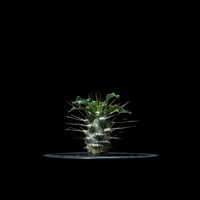 パキポディウム サウンデルシー / Pachypodium saundersii #2