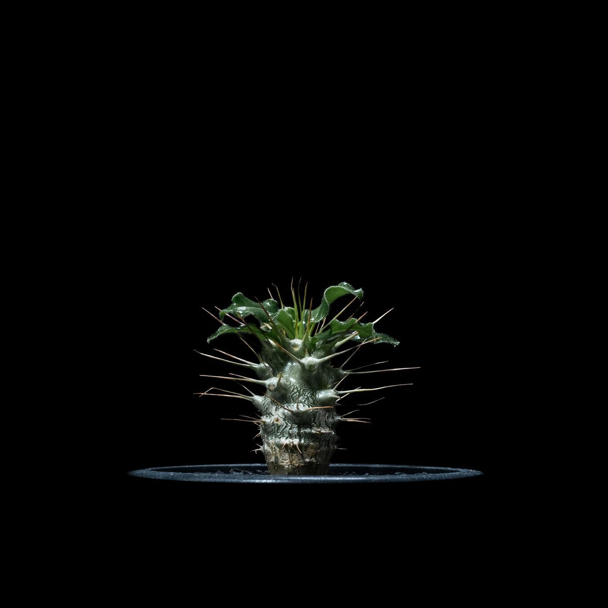 パキポディウム サウンデルシー / Pachypodium saundersii #2 | D