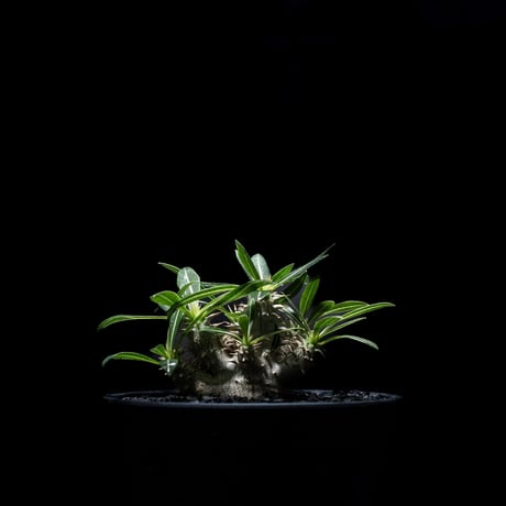 パキポディウム デンシカウレ / Pachypodium densicaule #5