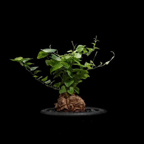 ディオスコレア 亀甲竜 / Dioscorea elephantipes #2