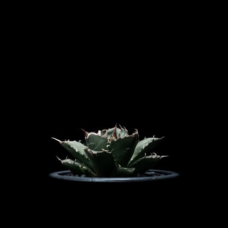 アガベ チタノタ 姫厳竜 / Agave titanota ‘Dwarf’ #13