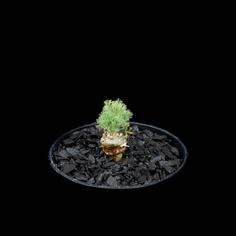 モンソニア ペニクリナム / Monsonia peniculina #11
