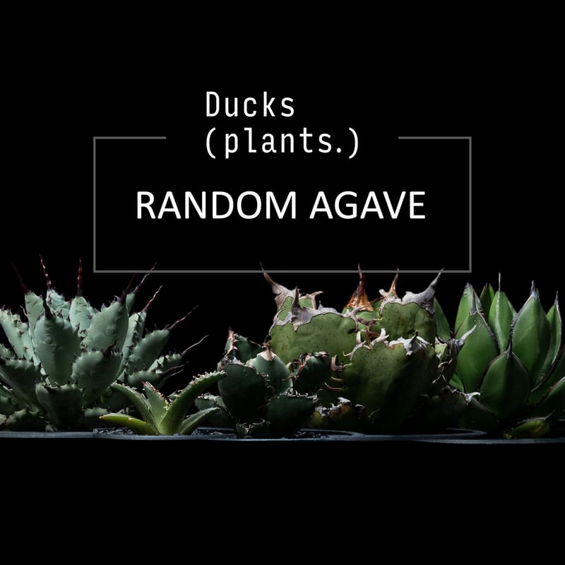 福袋】おまかせセレクト（アガベのみ） | Ducks ( plants. )
