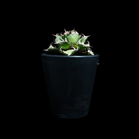 アガベ チタノタ シーザー / Agave titanota ‘Caesar’ #50