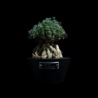 プテロディスクス スペシオーサス / Pterodiscus speciosus #1 | D