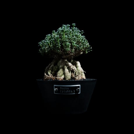 CATEGORY 植物：コーデックス(塊根植物) | Ducks ( plants. )