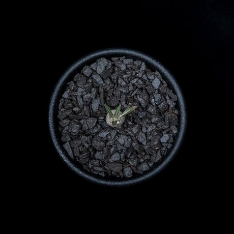 パキポディウム グラキリス / Pachypodium rosulatum var. gracilius #13