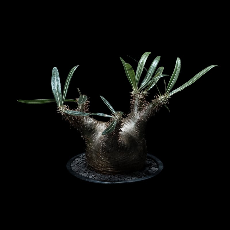 パキポディウム グラキリス / Pachypodium rosulatum var. grac