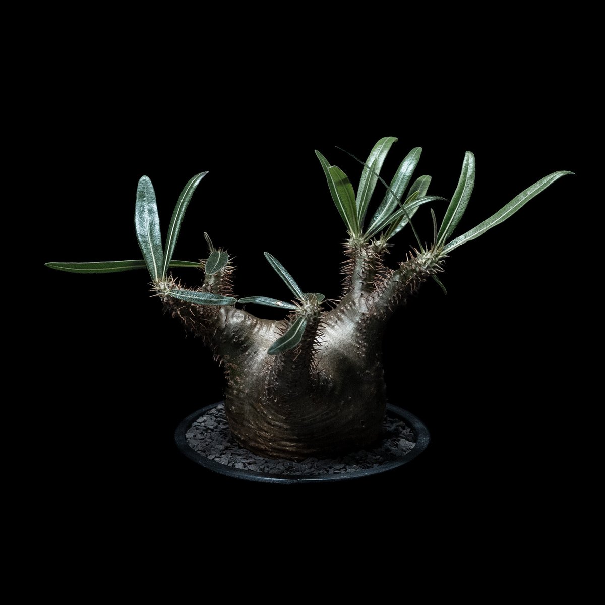 パキポディウム グラキリス Pachypodium gracilius ① パキポディウム グラキリス 実生／Pachypodium gracilius no.