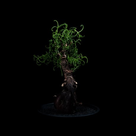 メストクレマ アルボリフォルメ / Mestoklema arboriforme