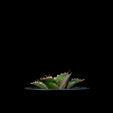 アガベ チタノタ シーザー / Agave titanota ‘Caesar’ #43
