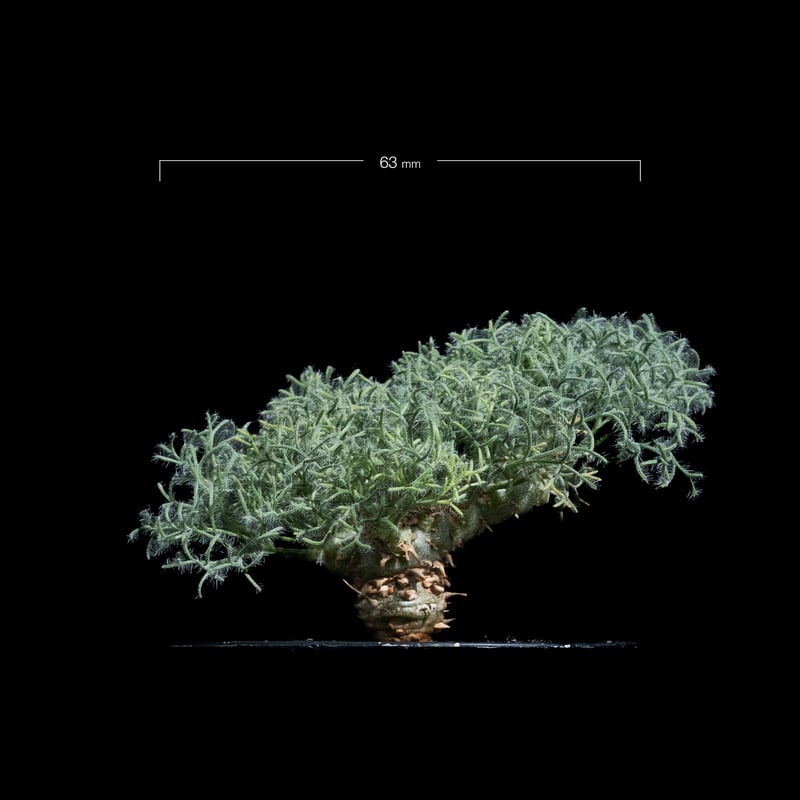 モンソニア ペニクリナム M.peniculinum 美株 モンソニア ペニクリナム M.peniculinum 美株 モンソニア ペニクリナム