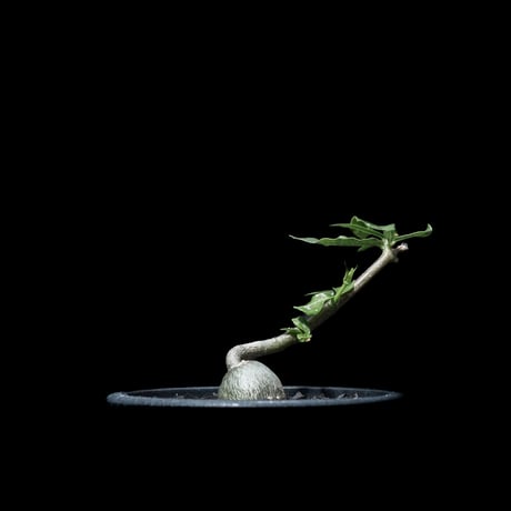 フォッケア エデュリス / Fockea edulis #3
