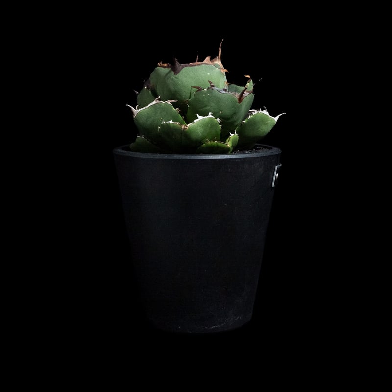 アガベ チタノタ ジャガーノート 純血 / Agave titanota 'Juggernau