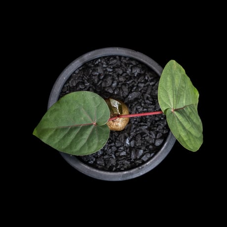 フィカス ペティオラリス / Ficus petiolaris #1