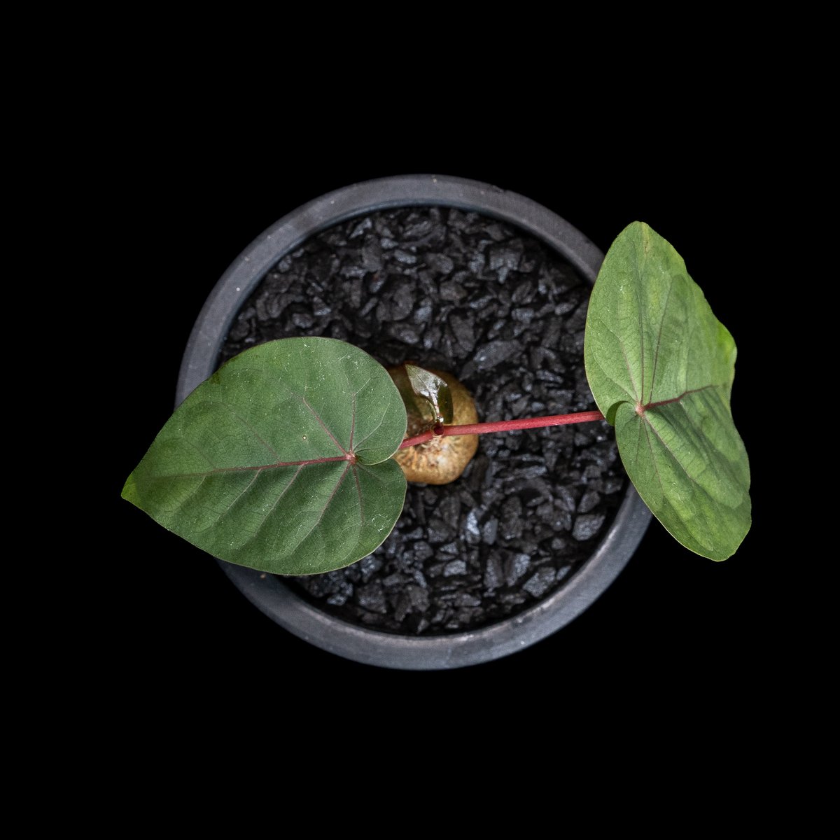 フィカス ペティオラリス / Ficus petiolaris #1 | Ducks ( pl