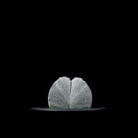 アストロフィツム 碧瑠璃鸞鳳玉 / Astrophytum myriostigma var.
