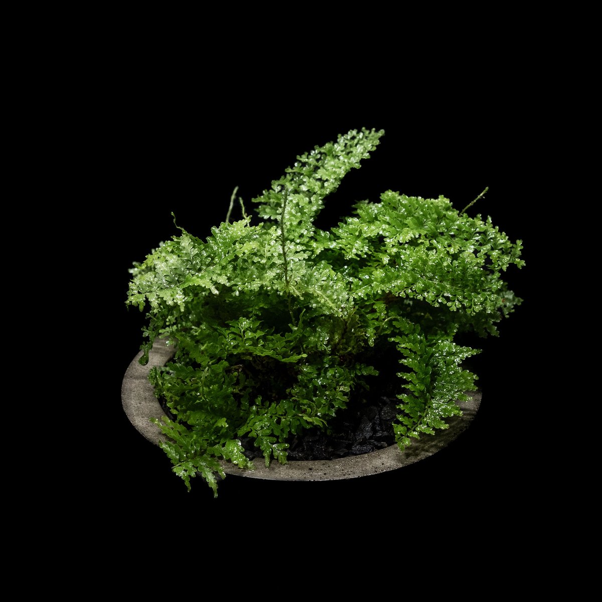 ネフロレピス スコッチモス / Nephrolepis scottii #2 | Ducks