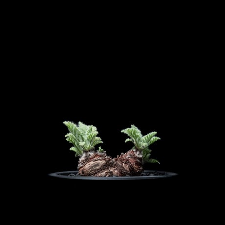 ペラルゴニウム アッペンディクラツム / Pelargonium appendiculatum #3