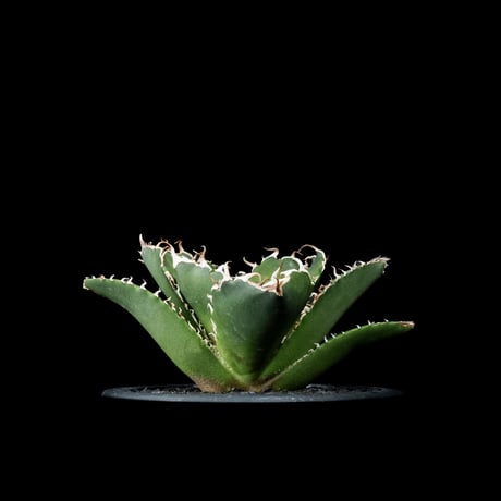 CATEGORY チタノタ 白鯨 | Ducks ( plants. )