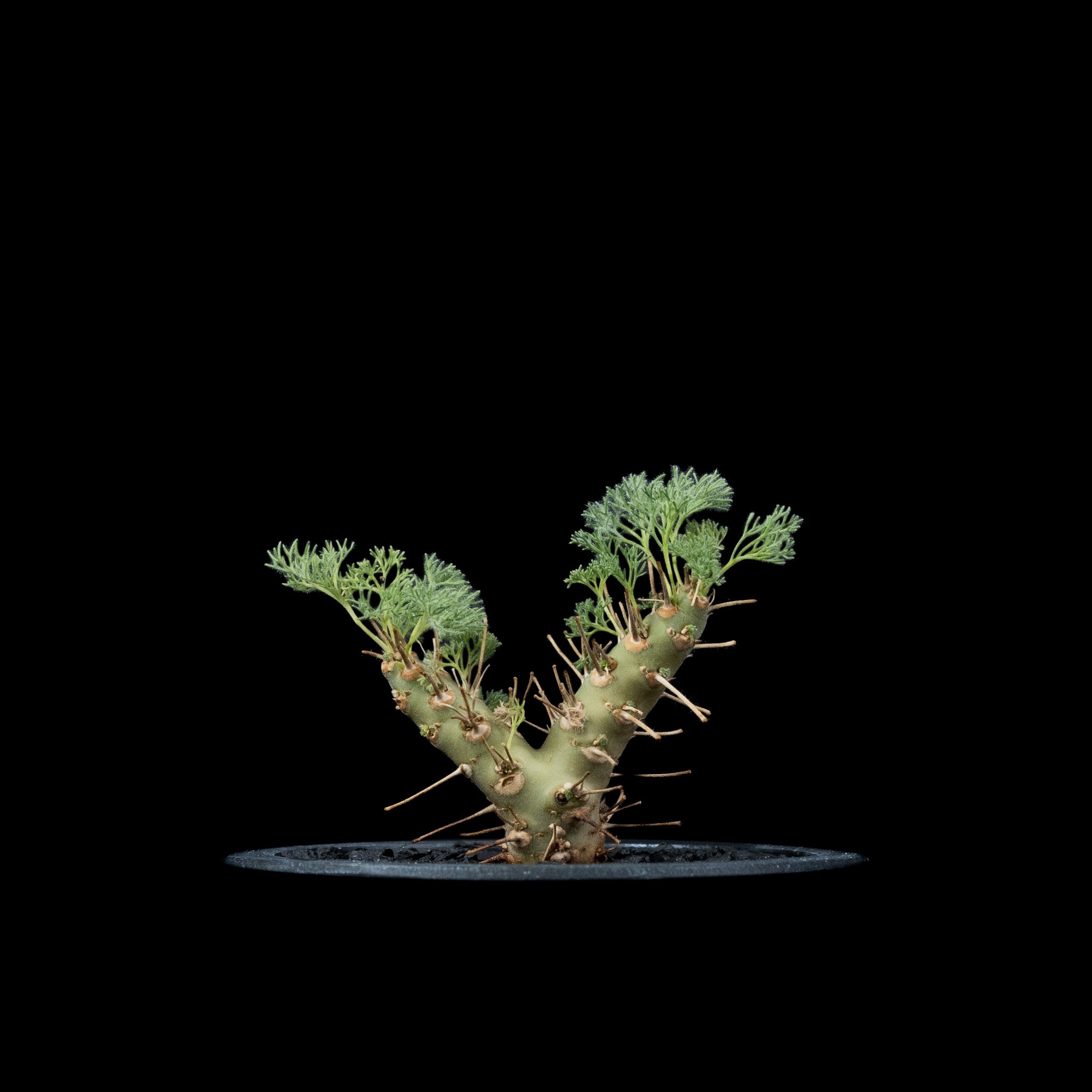 サルコカウロン ヘレー　モンソニアヘレー　塊根植物 original