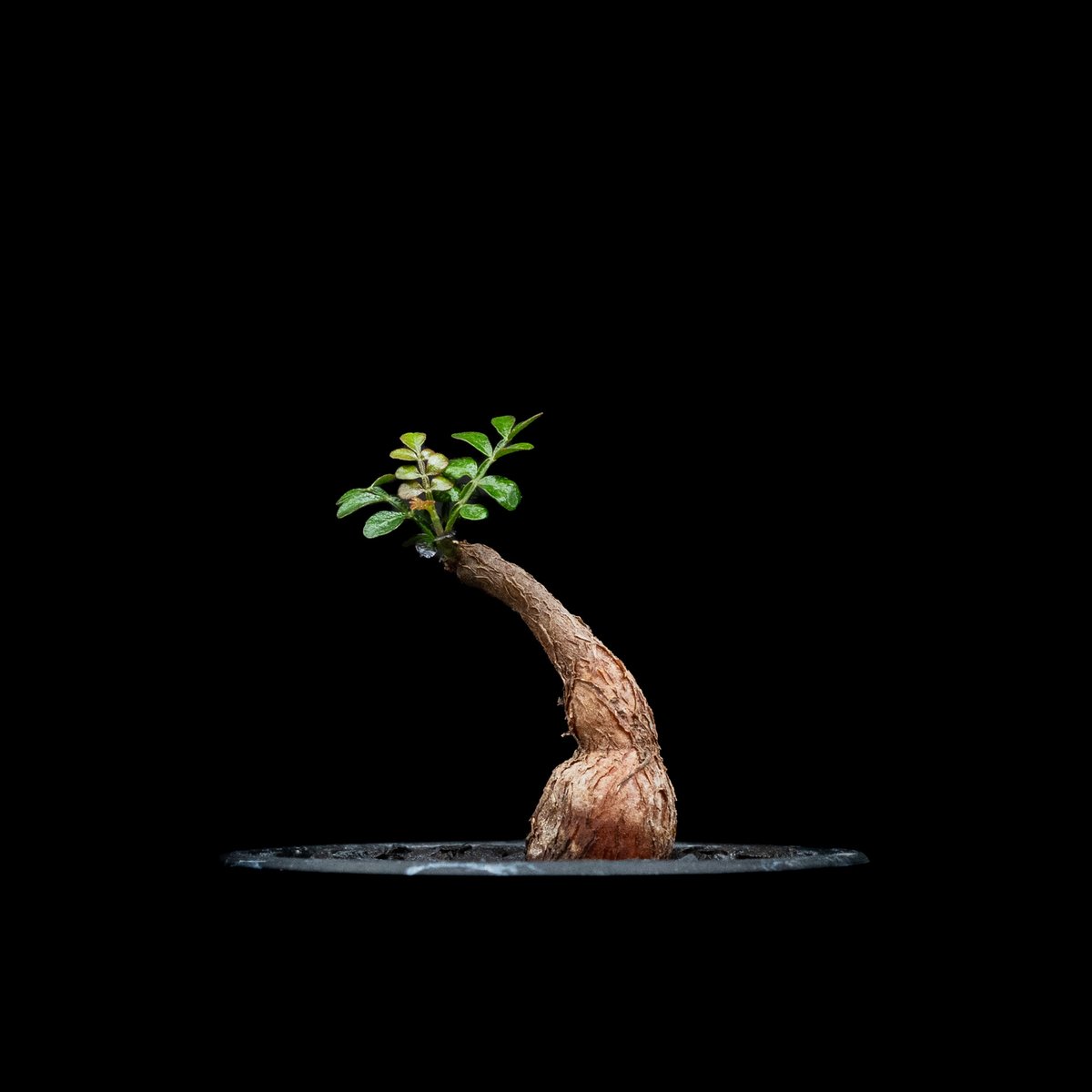 オペルクリカリア パキプス / Operculicarya pachypus #22 | D