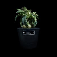 ドルステニア フォエチダ 錦 / Dorstenia foetida f. variegata #1