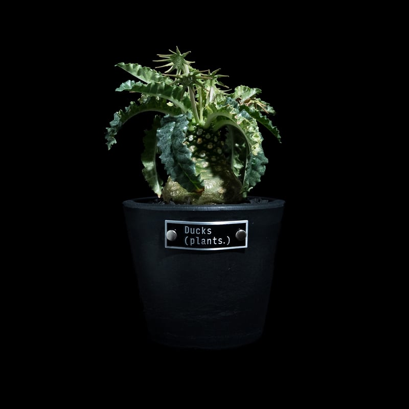 ドルステニア フォエチダ 錦 / Dorstenia foetida f. variegata