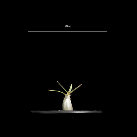 パキポディウム グラキリス / Pachypodium rosulatum var. gracilius #63