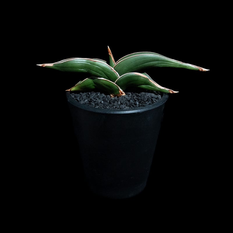 サンセベリア ロリダ / Sansevieria rorida #3 | Ducks ( pl