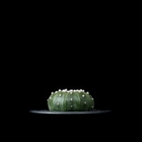 アストロフィツム アステリアス (兜丸) 十一稜 / Astorophytum asterias v. 11ribs #4