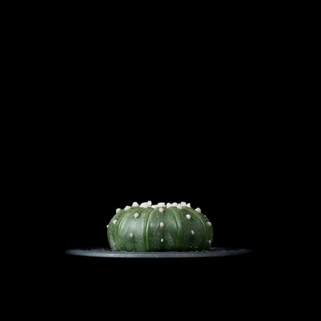 アストロフィツム アステリアス (兜丸) 十一稜 / Astorophytum asterias v. 11ribs #4