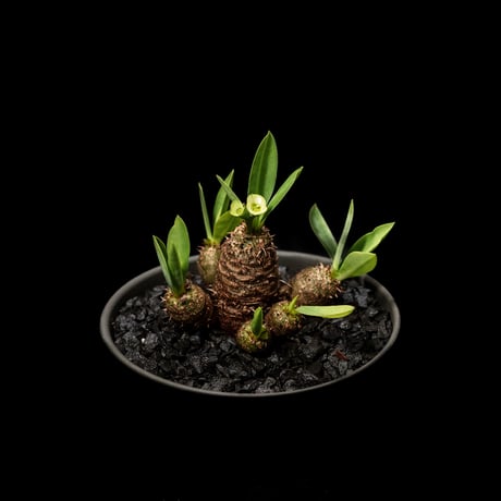ユーフォルビア ブレビフォリア / Euphorbia brevifolia