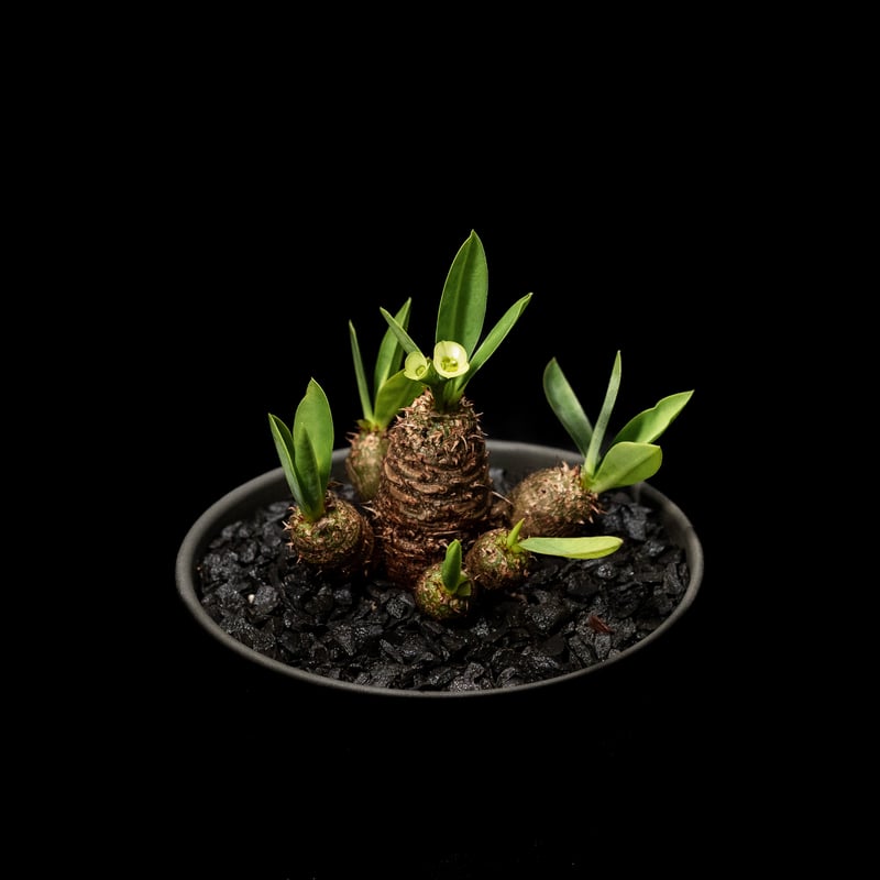 ユーフォルビア ブレビフォリア / Euphorbia brevifolia | Ducks