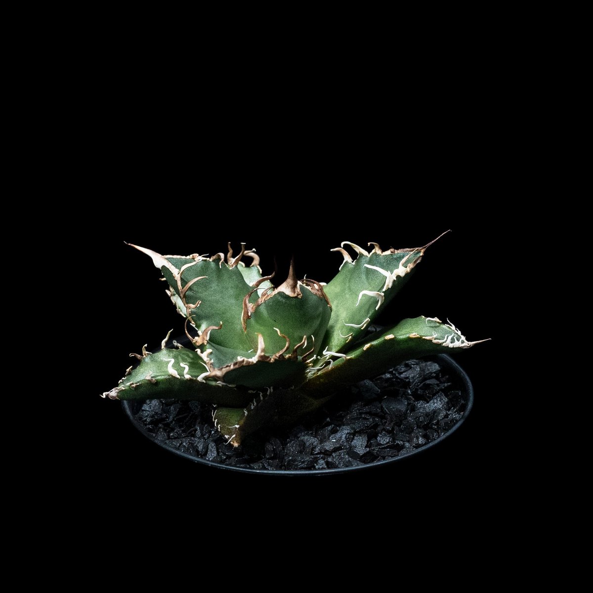 アガベ チタノタ シーザー / Agave titanota ‘Caesar’ アガベ チタノタ シーザー / Agave titanota 'Caesar' #6 | Du