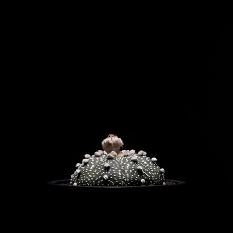 アストロフィツム アステリアス (兜丸) / Astrophytum asterias #2