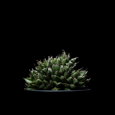 アガベ チタノタ フィリグリーデビル (綴化拇指) / Agave titanota ‘Filigree Devil’ #1