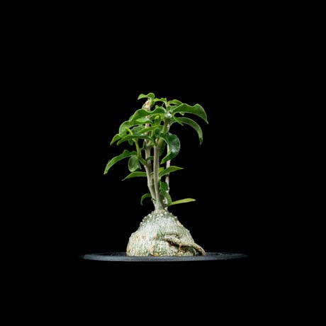 フォッケア エデュリス / Fockea edulis #7