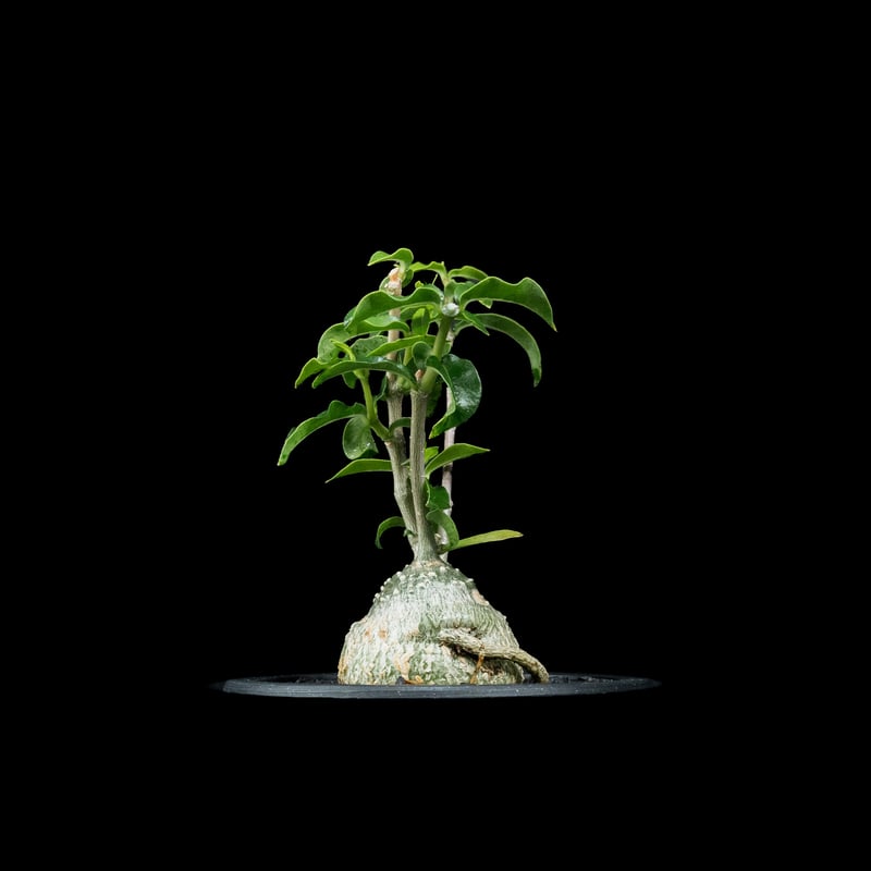 フォッケア エデュリス / Fockea edulis #7 | Ducks ( plants. )