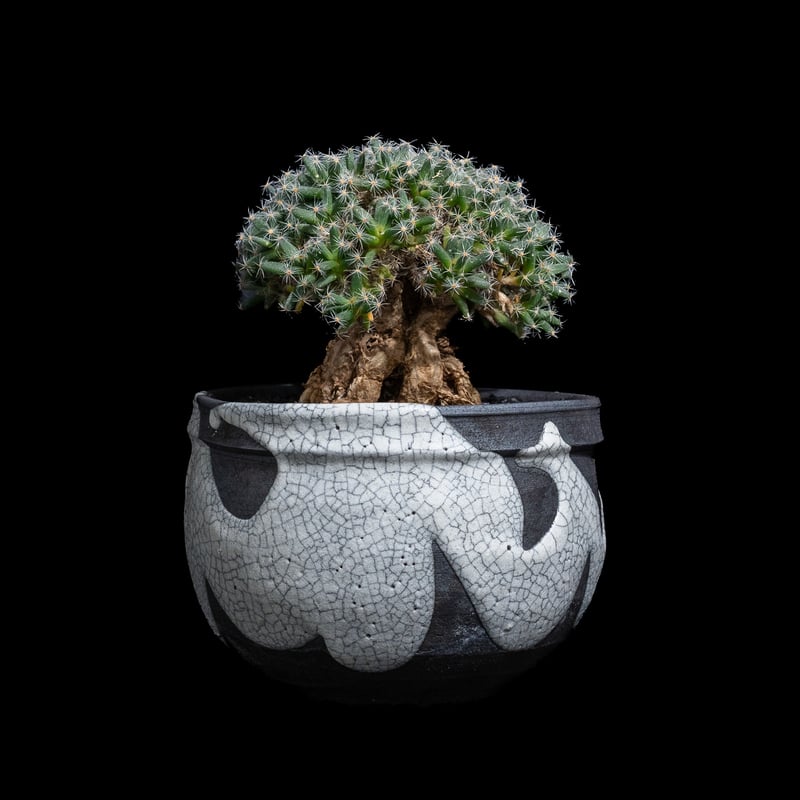 トリコディアデマ デンサム / Trichodiadema densum #25 | Duck