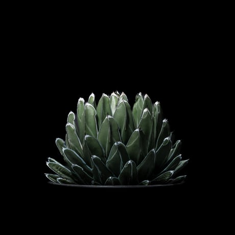 アガベ 笹の雪 / Agave victoriae-reginae