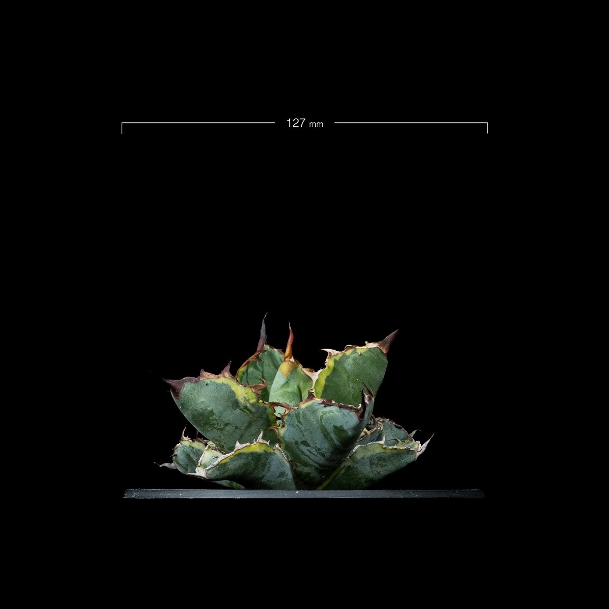 fit=scale-down,w=1200