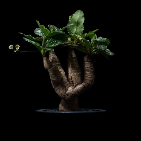 ユーフォルビアフィッシュボーン | STORES