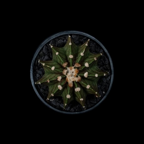 ギムノカリキウム属 フリードリッヒィ LB2178 / Gymnocalycium friedrihii LB2178 #18