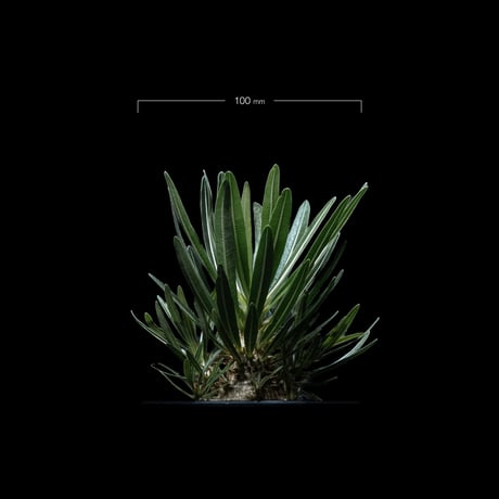 パキポディウム グラキリス / Pachypodium rosulatum var. gracilius #41