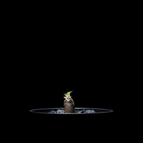 パキポディウム グラキリス / Pachypodium rosulatum var. gracilius #16
