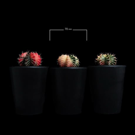 ギムノカリキウム ミハノビッチ 緋牡丹錦 / Gymnocalycium mihanovichii 'Hibotan Nishiki' #23#24#25（3set）
