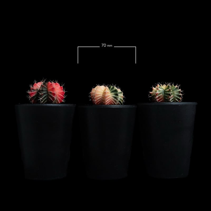 ギムノカリキウム ミハノビッチ 緋牡丹錦 / Gymnocalycium mihanovich